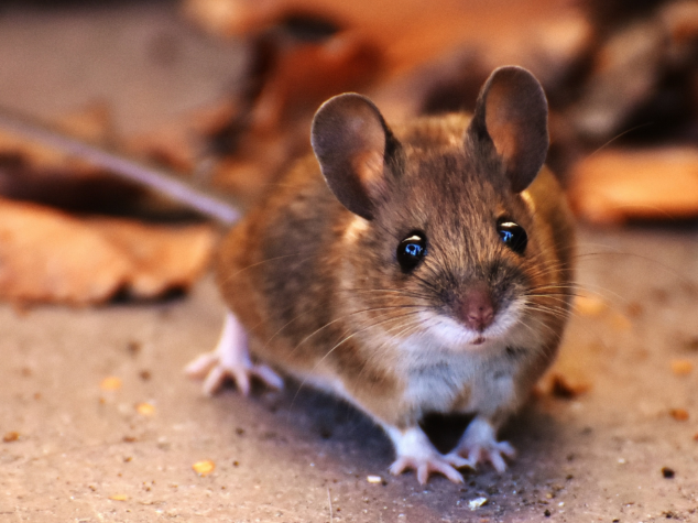 {{brizy_dc_image_alt entityId=