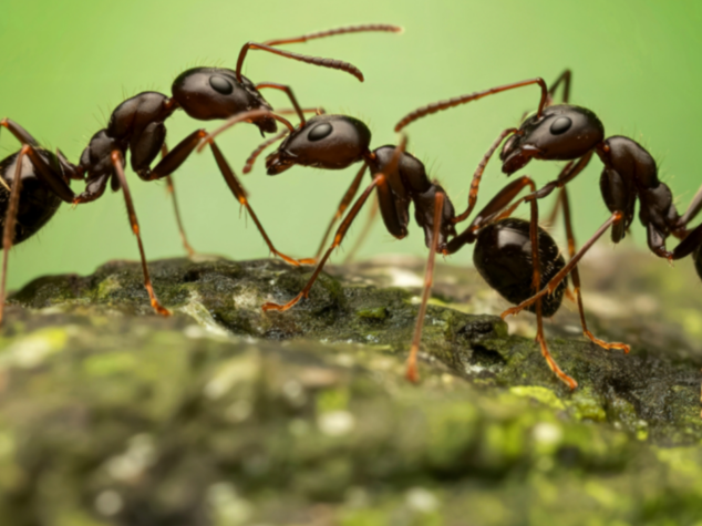 New Braintree MA pest control