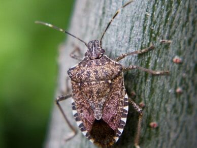 Battling Stink Bugs in Akron, Ohio {{brizy_dc_image_alt entityId=
