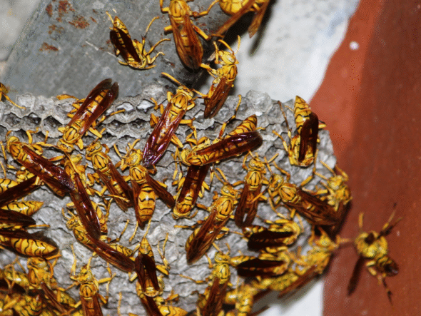 Pests in Youngstown, Ohio