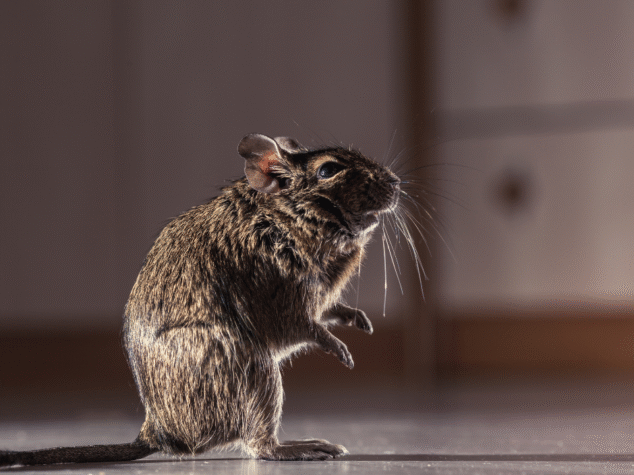 Mice in Hermitage PA {{brizy_dc_image_alt entityId=