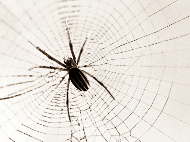 Spider removal Canton {{brizy_dc_image_alt entityId=