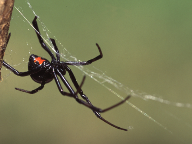 Winter pest entry points East Columbus OH {{brizy_dc_image_alt entityId=