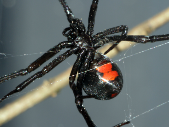 {{brizy_dc_image_alt entityId=