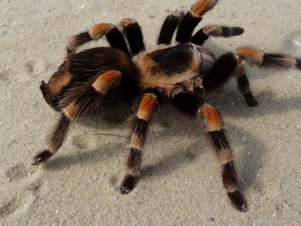 Erie PA pest control