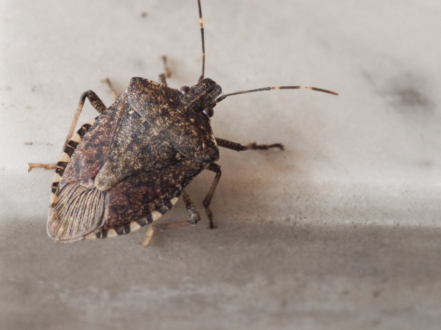 Pests In East Columbus {{brizy_dc_image_alt entityId=