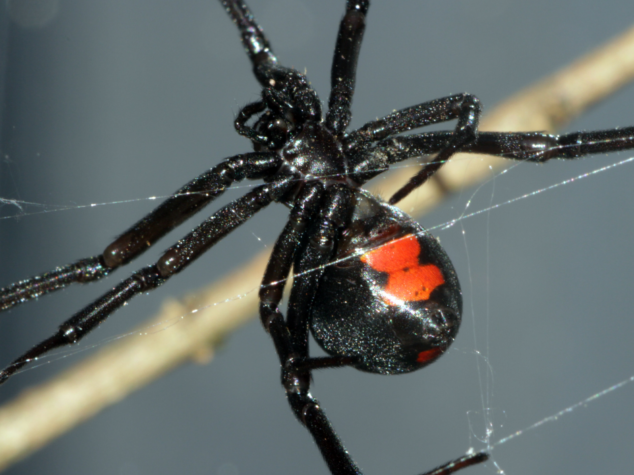 Winter pests Cleveland OH {{brizy_dc_image_alt entityId=