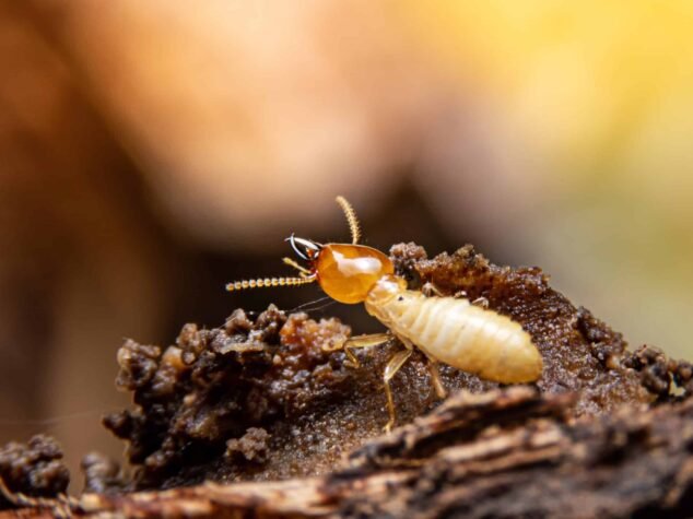 Selective focus of the small termite on decaying timber. The ter