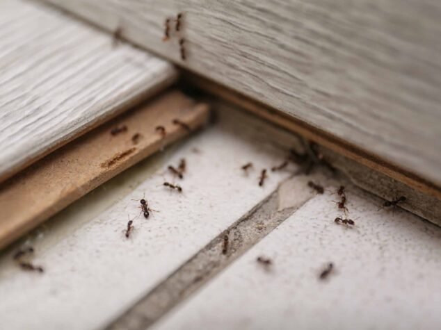 Many black ants on floor at home. Pest control