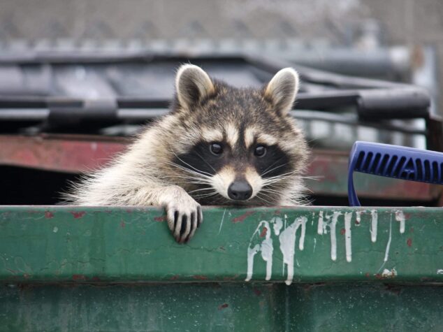 {{brizy_dc_image_alt entityId=