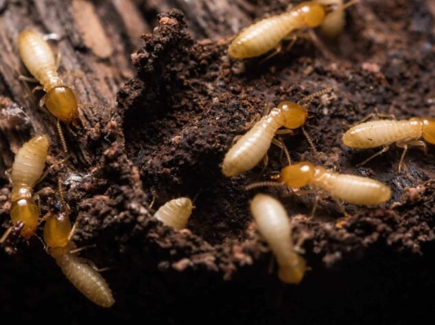 Close up termites or white ants