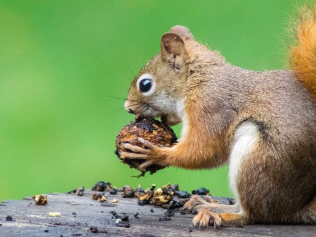 Squirrels {{brizy_dc_image_alt entityId=