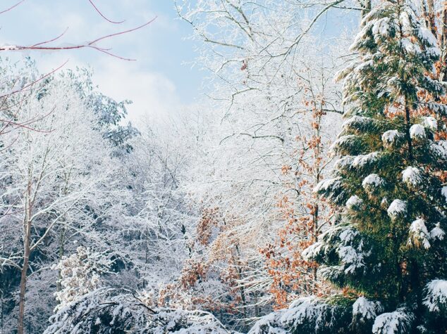 {{brizy_dc_image_alt entityId=