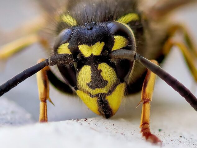 Wasp, Hornet & Bee Extermination {{brizy_dc_image_alt entityId=