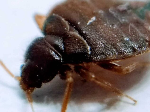 Bed Bug Extermination {{brizy_dc_image_alt entityId=