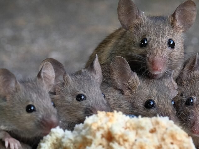 Rodent Control Services Rodent Control Services