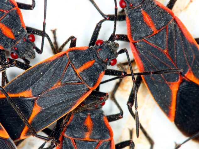 {{brizy_dc_image_alt entityId=