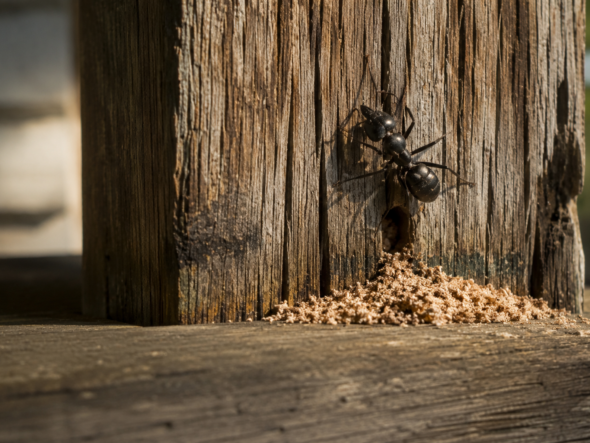Carpenter Ants in Pittsburgh