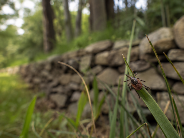 Stink Bugs Start Coming Indoors in Erie, PA?