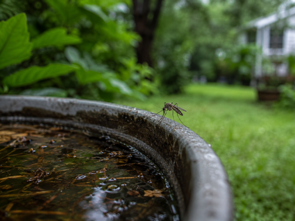 Mosquito Season Isn't Slowing Down in Fayetteville, NC