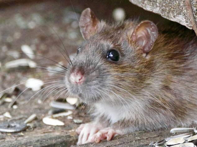 Featured Image-Seasonal Rat