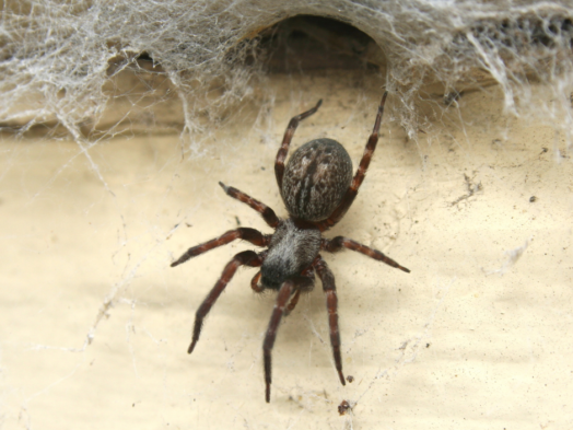 exterminator Idaho Falls Idaho