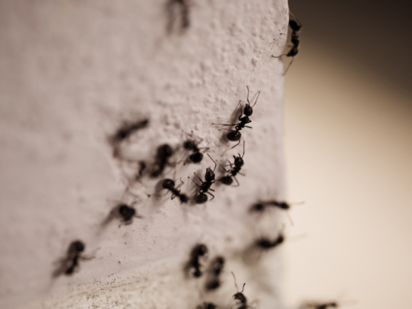 exterminator Erie PA