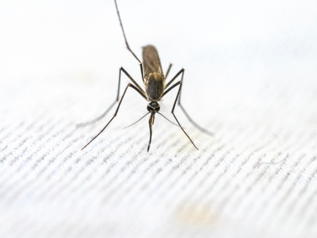 Mosquitos in  Central Massachusetts Mosquitos in Central Massachusetts