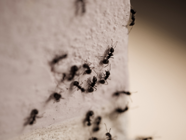 exterminator Erie PA exterminator Erie PA
