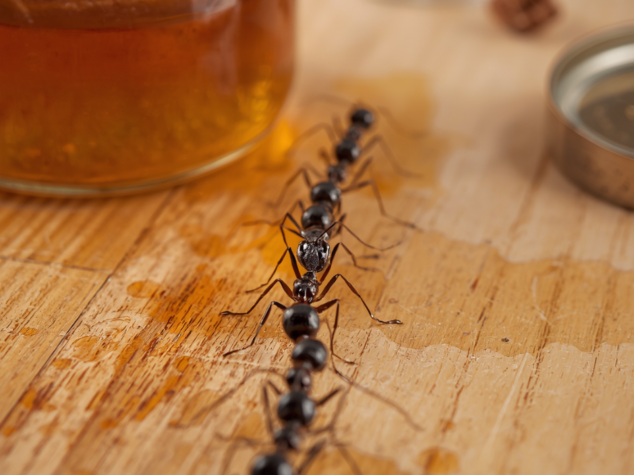 Ants Invasion Canton