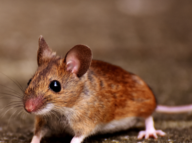 rodent control Newark Ohio