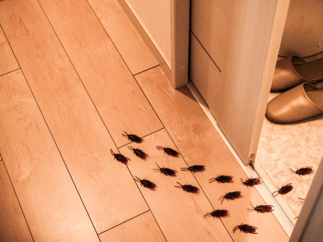 When to Call a Professional Exterminator in Hermitage Pennsylvania {{brizy_dc_image_alt entityId=