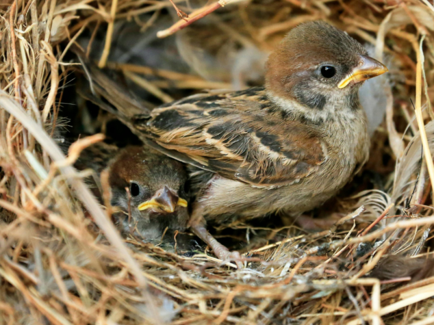 Wildlife Removal Atlanta Georgia Wildlife Removal Atlanta Georgia