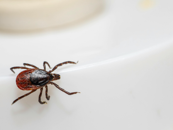 tick exterminator Youngstown