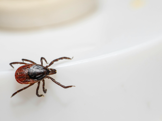 tick exterminator Youngstown