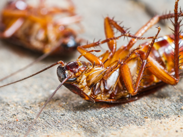 Spring Infestations Begin in Pittsburgh, PA Spring Infestations Begin in Pittsburgh, PA