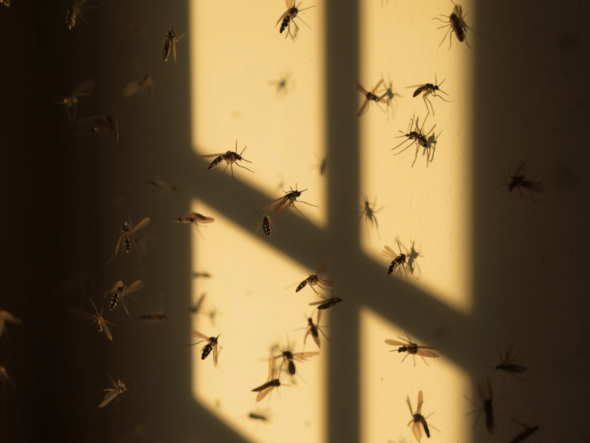 Mosquitoes breeding Warren