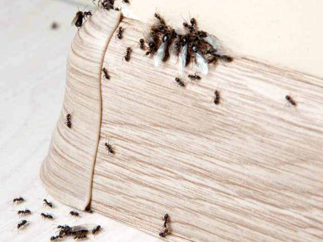 Spring Pest Control in Fort Myers, FL {{brizy_dc_image_alt entityId=