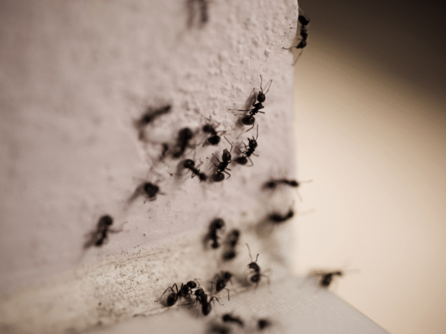 Ant Invasion Canton {{brizy_dc_image_alt entityId=
