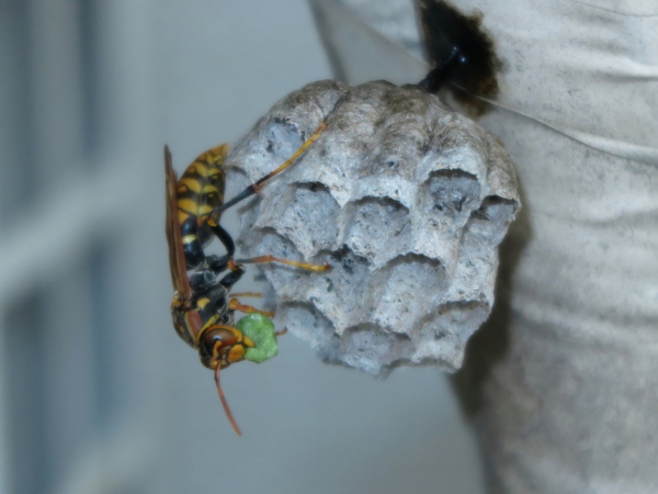 exterminator Pittsburgh PA