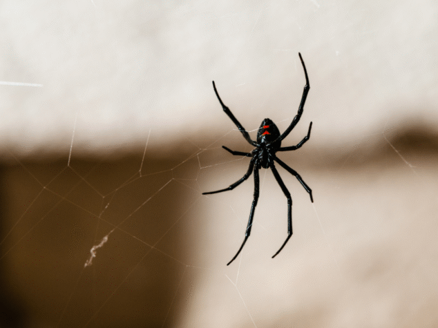 Spider Removal Pittsburgh PA Spider Removal Pittsburgh PA