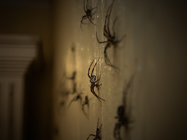 Spiders in Pittsburgh house Spiders in Pittsburgh house