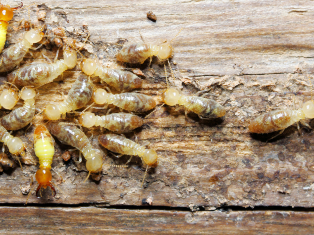 Termites in East Columbus Ohio Termites in East Columbus Ohio
