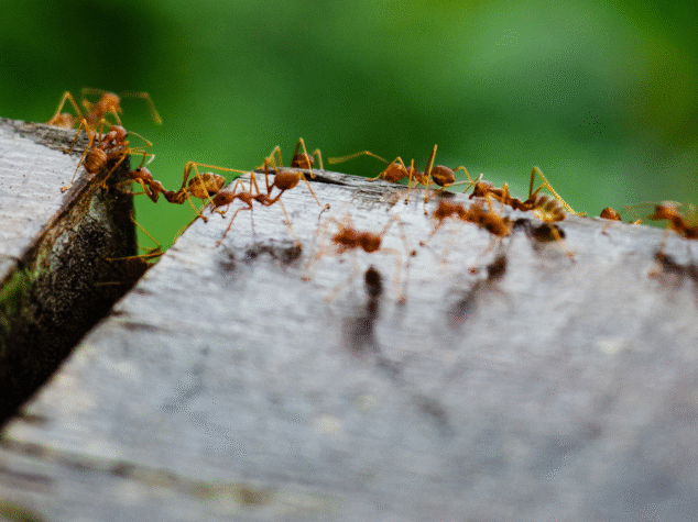 Ants in Atlanta Georgia Ants in Atlanta Georgia