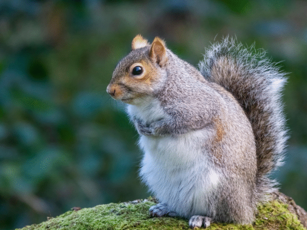 Wildlife Removal Columbus {{brizy_dc_image_alt entityId=