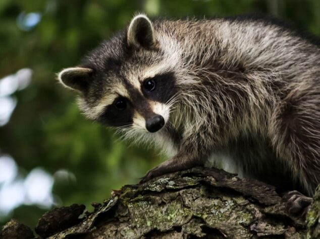 Raccoon {{brizy_dc_image_alt entityId=