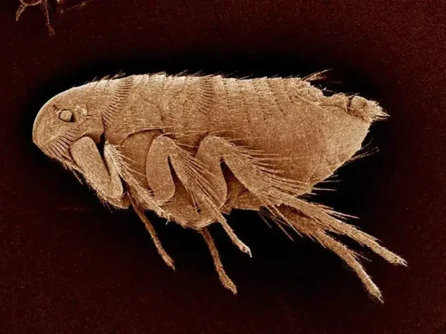 {{brizy_dc_image_alt entityId=