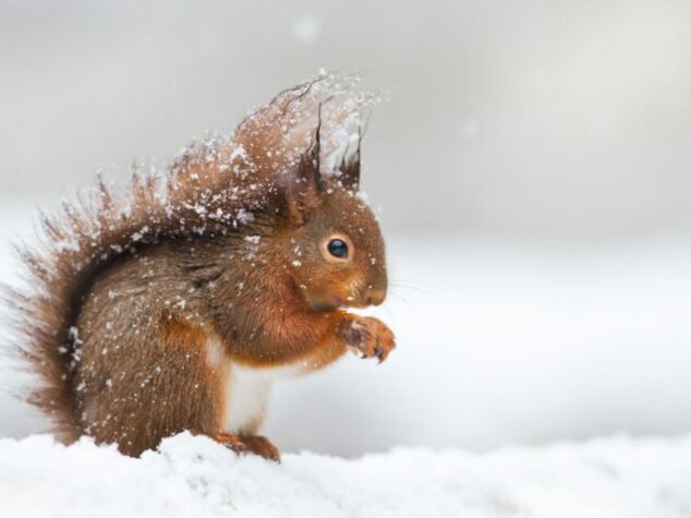 {{brizy_dc_image_alt entityId=