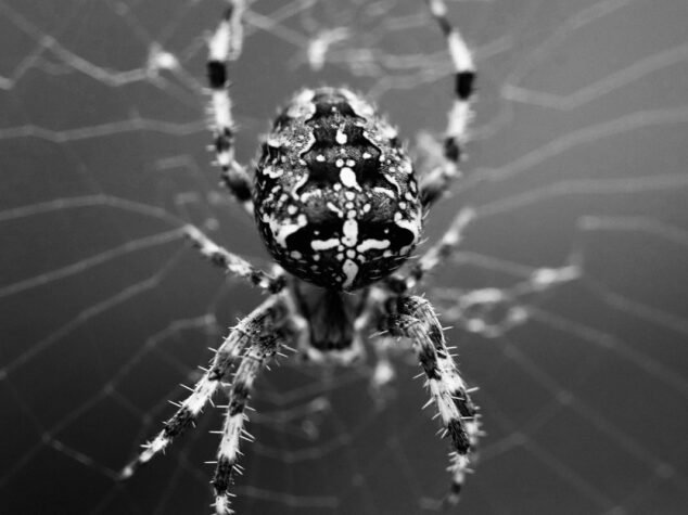 Black And White Spider