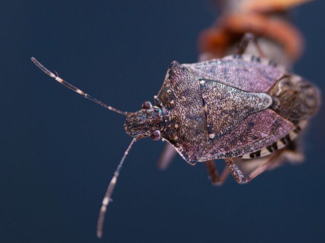 stink bug {{brizy_dc_image_alt entityId=